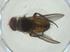  (Ceromya Malaise4235 - CBG-A32651-G02)  @11 [ ] CreativeCommons - Attribution Share - Alike (2024) Centre for Biodiversity Genomics Centre for Biodiversity Genomics