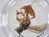  (Tricholabus Malaise9279 - CBG-A33130-E03)  @11 [ ] CreativeCommons - Attribution Share - Alike (2024) Centre for Biodiversity Genomics Centre for Biodiversity Genomics