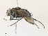  ( - CBG-A33501-A03)  @11 [ ] CreativeCommons - Attribution Share - Alike (2024) CBG Photography Group Centre for Biodiversity Genomics