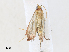  (chryBioLep01 BioLep3384 - CBG-A30956-F05)  @11 [ ] CreativeCommons - Attribution Share - Alike (2024) CBG Photography Group Centre for Biodiversity Genomics