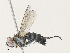  (Neomintho Malaise4299 - CBG-A30956-G06)  @11 [ ] CreativeCommons - Attribution Share - Alike (2024) CBG Photography Group Centre for Biodiversity Genomics