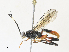  ( - CBG-A30996-B10)  @11 [ ] CreativeCommons - Attribution Share - Alike (2024) CBG Photography Group Centre for Biodiversity Genomics