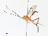  ( - CBG-A30996-B12)  @11 [ ] CreativeCommons - Attribution Share - Alike (2024) CBG Photography Group Centre for Biodiversity Genomics