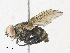  ( - CBG-A30996-D10)  @11 [ ] CreativeCommons - Attribution Share - Alike (2024) CBG Photography Group Centre for Biodiversity Genomics