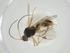  (Blacus Malaise7746 - CBG-A31578-E09)  @11 [ ] CreativeCommons - Attribution Share - Alike (2024) Centre for Biodiversity Genomics Centre for Biodiversity Genomics