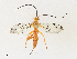  (Neotheronia Malaise3088 - CBG-A31773-E05)  @11 [ ] CreativeCommons - Attribution Share - Alike (2024) CBG Photography Group Centre for Biodiversity Genomics