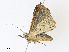  ( - CBG-A31773-E11)  @11 [ ] CreativeCommons - Attribution Share - Alike (2024) CBG Photography Group Centre for Biodiversity Genomics