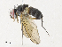  ( - CBG-A31774-D06)  @11 [ ] CreativeCommons - Attribution Share - Alike (2024) CBG Photography Group Centre for Biodiversity Genomics