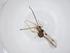  (Heterospilus Malaise6226 - CBG-A32752-F04)  @11 [ ] CreativeCommons - Attribution Share - Alike (2024) Centre for Biodiversity Genomics Centre for Biodiversity Genomics