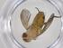  (Ceromya Janzen9211 - CBG-A32762-G04)  @11 [ ] CreativeCommons - Attribution Share - Alike (2024) Centre for Biodiversity Genomics Centre for Biodiversity Genomics