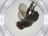 (Borgmeiermyia Janzen4288 - CBG-A32763-F02)  @11 [ ] CreativeCommons - Attribution Share - Alike (2024) Centre for Biodiversity Genomics Centre for Biodiversity Genomics