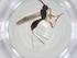  (Heterospilus Malaise9965 - CBG-A33233-G11)  @11 [ ] CreativeCommons - Attribution Share - Alike (2024) Centre for Biodiversity Genomics Centre for Biodiversity Genomics