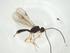  (Heterospilus Malaise1032 - CBG-A33329-G02)  @11 [ ] CreativeCommons - Attribution Share - Alike (2024) Centre for Biodiversity Genomics Centre for Biodiversity Genomics