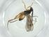  (Promicrogaster daretrizoi - CBG-A33333-E04)  @11 [ ] CreativeCommons - Attribution Share - Alike (2024) Centre for Biodiversity Genomics Centre for Biodiversity Genomics