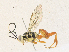  ( - CBG-A33503-B02)  @11 [ ] CreativeCommons - Attribution Share - Alike (2024) CBG Photography Group Centre for Biodiversity Genomics