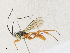  ( - CBG-A33504-C04)  @11 [ ] CreativeCommons - Attribution Share - Alike (2024) CBG Photography Group Centre for Biodiversity Genomics