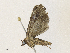  ( - CBG-A33504-G05)  @11 [ ] CreativeCommons - Attribution Share - Alike (2024) CBG Photography Group Centre for Biodiversity Genomics