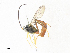  ( - CBG-A33505-D12)  @11 [ ] CreativeCommons - Attribution Share - Alike (2024) CBG Photography Group Centre for Biodiversity Genomics