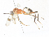  ( - CBG-A33505-G12)  @11 [ ] CreativeCommons - Attribution Share - Alike (2024) CBG Photography Group Centre for Biodiversity Genomics