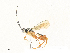  ( - CBG-A33506-B01)  @11 [ ] CreativeCommons - Attribution Share - Alike (2024) CBG Photography Group Centre for Biodiversity Genomics