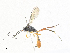  ( - CBG-A33506-G01)  @11 [ ] CreativeCommons - Attribution Share - Alike (2024) CBG Photography Group Centre for Biodiversity Genomics
