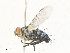  (Neomintho Janzen0104 - CBG-A34288-A01)  @11 [ ] CreativeCommons - Attribution Share - Alike (2024) CBG Photography Group Centre for Biodiversity Genomics