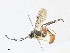  ( - CBG-A34289-B12)  @11 [ ] CreativeCommons - Attribution Share - Alike (2024) CBG Photography Group Centre for Biodiversity Genomics
