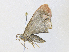  ( - CBG-A34289-G04)  @11 [ ] CreativeCommons - Attribution Share - Alike (2024) CBG Photography Group Centre for Biodiversity Genomics