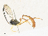 ( - CBG-A34290-A05)  @11 [ ] CreativeCommons - Attribution Share - Alike (2024) CBG Photography Group Centre for Biodiversity Genomics