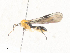  ( - CBG-A34290-C01)  @11 [ ] CreativeCommons - Attribution Share - Alike (2024) CBG Photography Group Centre for Biodiversity Genomics