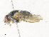  ( - CBG-A34290-E08)  @11 [ ] CreativeCommons - Attribution Share - Alike (2024) CBG Photography Group Centre for Biodiversity Genomics