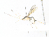  ( - CBG-A34300-C12)  @11 [ ] CreativeCommons - Attribution Share - Alike (2024) CBG Photography Group Centre for Biodiversity Genomics