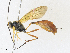  ( - CBG-A33487-E09)  @11 [ ] CreativeCommons - Attribution Share-Alike (2024) CBG Photography Group Centre for Biodiversity Genomics