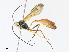  ( - CBG-A33487-E12)  @11 [ ] CreativeCommons - Attribution Share-Alike (2024) CBG Photography Group Centre for Biodiversity Genomics