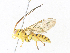  ( - CBG-A33490-D12)  @11 [ ] CreativeCommons - Attribution Share - Alike (2024) CBG Photography Group Centre for Biodiversity Genomics