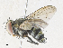  (Argyrochaetona cubanaDHJ01 - CBG-A33491-F04)  @11 [ ] CreativeCommons - Attribution Share - Alike (2024) CBG Photography Group Centre for Biodiversity Genomics