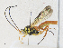  ( - CBG-A33492-F04)  @11 [ ] CreativeCommons - Attribution Share-Alike (2024) CBG Photography Group Centre for Biodiversity Genomics