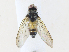 ( - CBG-A33492-G06)  @11 [ ] CreativeCommons - Attribution Share-Alike (2024) CBG Photography Group Centre for Biodiversity Genomics