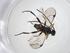  (Dolichogenidea Malaise3492 - CBG-A33753-H01)  @11 [ ] CreativeCommons - Attribution Share - Alike (2024) Centre for Biodiversity Genomics Centre for Biodiversity Genomics