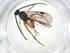  (Promicrogaster Malaise4232 - CBG-A34113-E01)  @11 [ ] CreativeCommons - Attribution Share - Alike (2024) Centre for Biodiversity Genomics Centre for Biodiversity Genomics