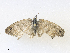  ( - CBG-A34305-A10)  @11 [ ] CreativeCommons - Attribution Share - Alike (2024) CBG Photography Group Centre for Biodiversity Genomics