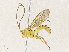  ( - CBG-A34306-D03)  @11 [ ] CreativeCommons - Attribution Share - Alike (2024) CBG Photography Group Centre for Biodiversity Genomics