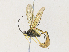  ( - CBG-A34319-E03)  @11 [ ] CreativeCommons - Attribution Share - Alike (2024) CBG Photography Group Centre for Biodiversity Genomics