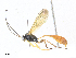  ( - CBG-A34321-A12)  @11 [ ] CreativeCommons - Attribution Share - Alike (2024) CBG Photography Group Centre for Biodiversity Genomics