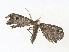  ( - CBG-A34322-A09)  @11 [ ] CreativeCommons - Attribution Share - Alike (2024) CBG Photography Group Centre for Biodiversity Genomics