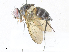  ( - CBG-A34323-A12)  @11 [ ] CreativeCommons - Attribution Share - Alike (2024) CBG Photography Group Centre for Biodiversity Genomics