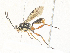  ( - CBG-A34323-B01)  @11 [ ] CreativeCommons - Attribution Share - Alike (2024) CBG Photography Group Centre for Biodiversity Genomics