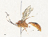  ( - CBG-A34323-D04)  @11 [ ] CreativeCommons - Attribution Share - Alike (2024) CBG Photography Group Centre for Biodiversity Genomics