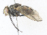  ( - CBG-A34324-A12)  @11 [ ] CreativeCommons - Attribution Share - Alike (2024) CBG Photography Group Centre for Biodiversity Genomics