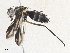  ( - CBG-A34324-B04)  @11 [ ] CreativeCommons - Attribution Share - Alike (2024) CBG Photography Group Centre for Biodiversity Genomics
